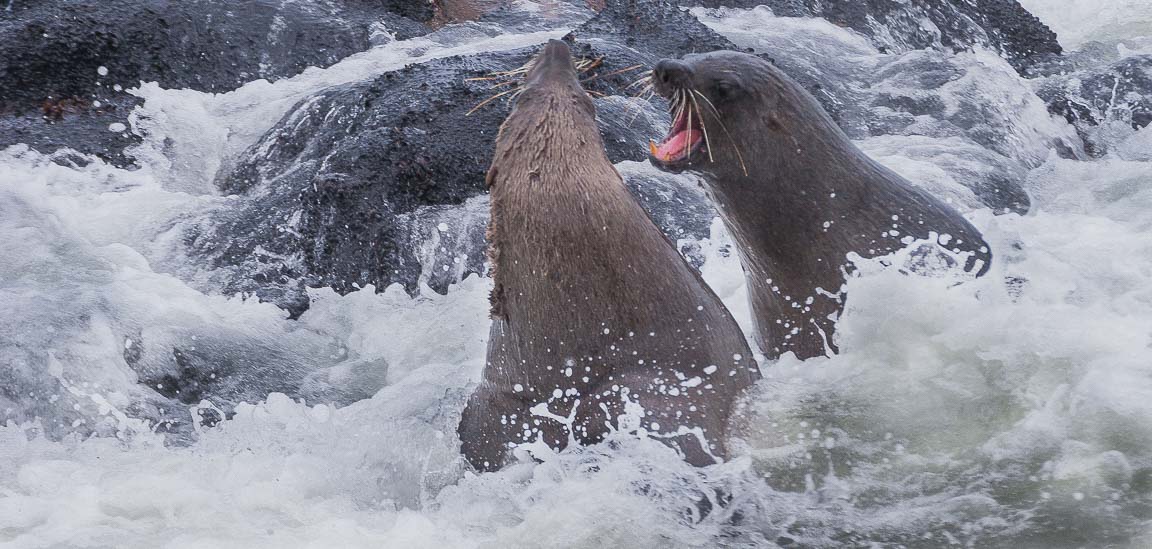 Fighting Fur Seals, Cape Cross, Namibia, by Andrew Jones