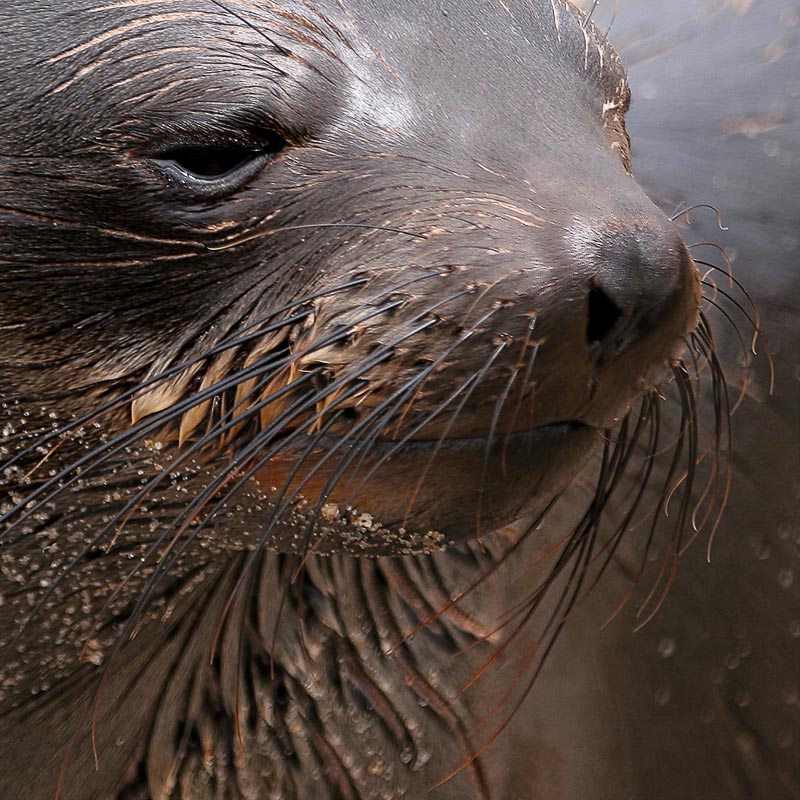 Cape Fur Seal Portrait, Cape Cross, Namibia, by Andrew Jones