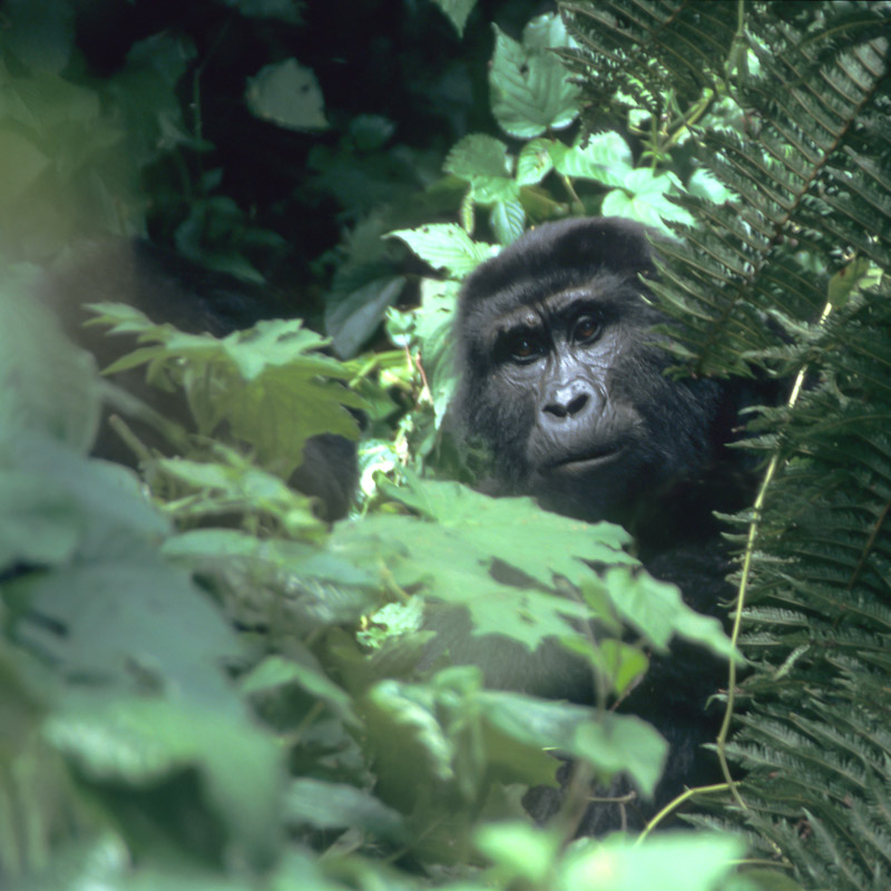 Mountain Gorilla, Bwindi National Park, Uganda, by Andrew Jones