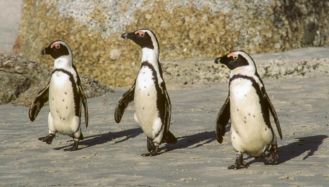 Jackass Penguins, Cape Province, South Africa, by Andrew Jones