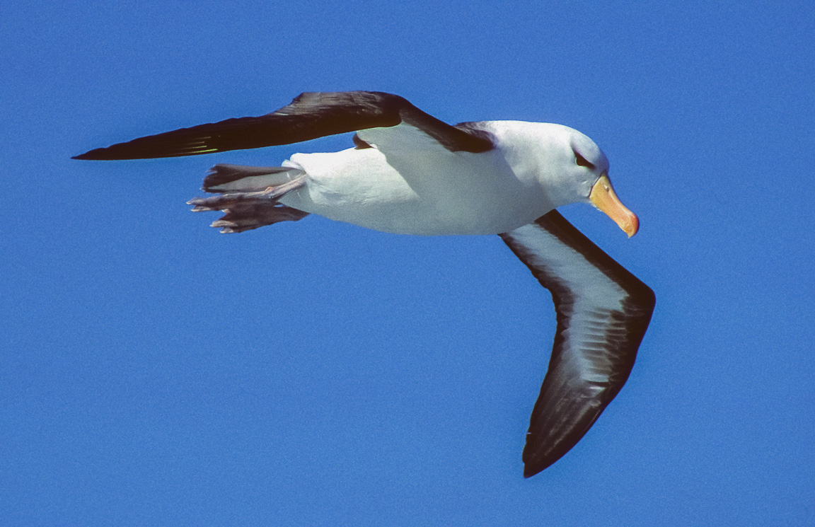 Black Browed Albatross, Southern Ocean, Antarctica, by Andrew Jones