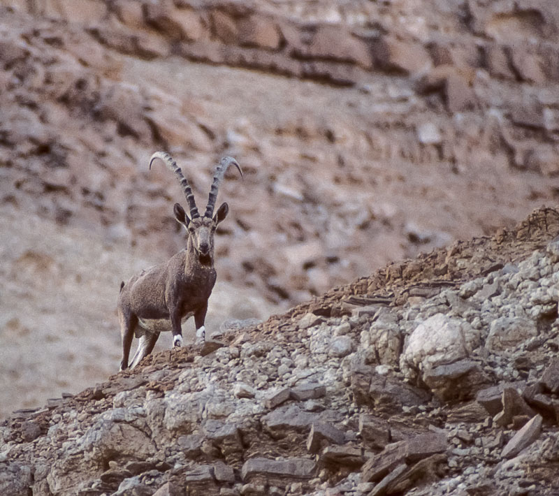 Arabian Ibex, Negev Desert, Israel, by Andrew Jones