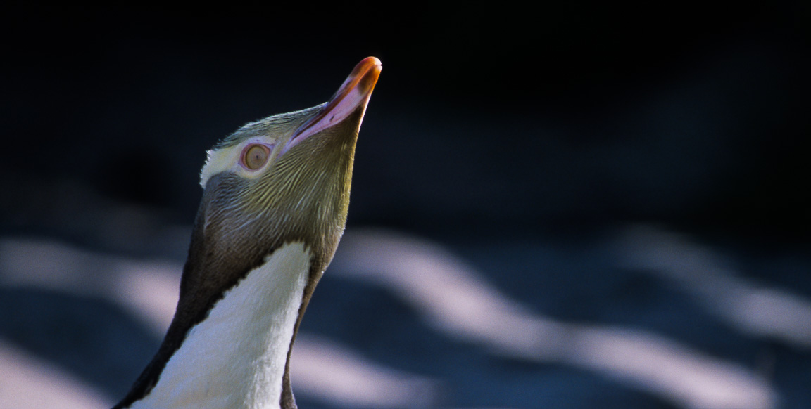 Yellow-eyed Penguin, Otago Peninsula, New Zealand, by Andrew Jones