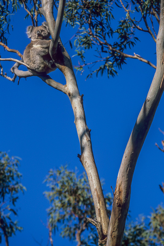 Koala in Tree Top, Tower Hill, Victoria, by Andrew Jones