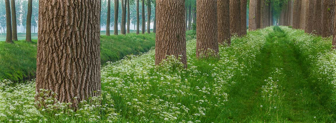 Summer Avenue, Flanders, Belgium, by Andrew Jones