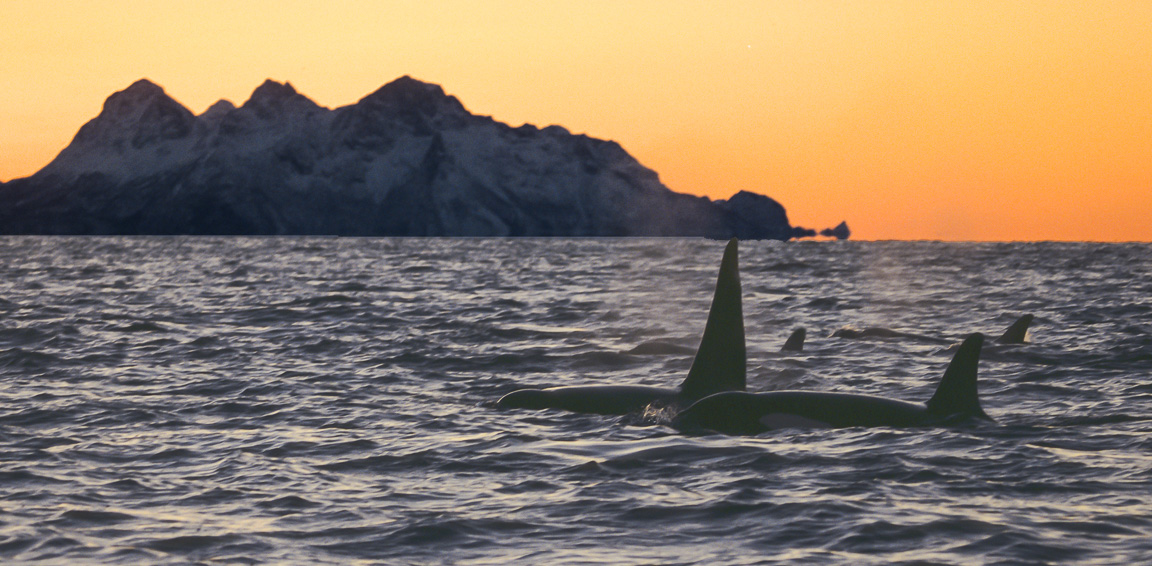 Orca Twilight, Vestfjorden, Norway, by Andrew Jones