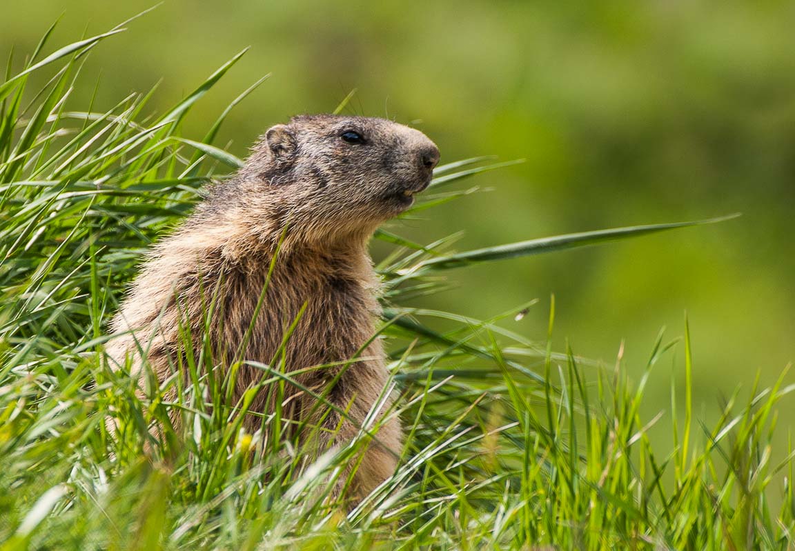 Marmot Portrait, Findelalp, Switzerland, by Andrew Jones