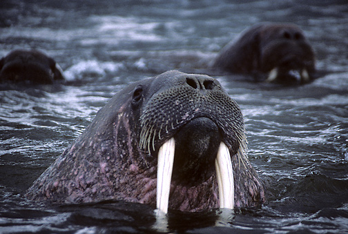 Walrus Portrait, Augustabukta, Svalbard, by Andrew Jones