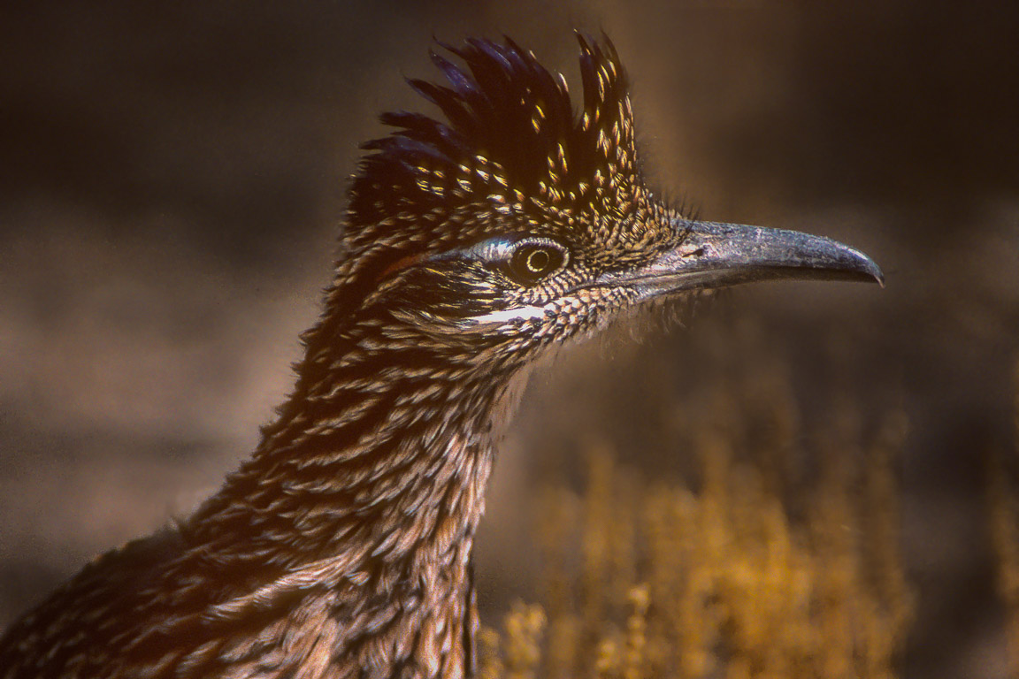 Roadrunner, Joshua Tree National Park, California, by Andrew Jones