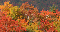 Peak Colour, Cape Breton, Nova Scotia, by Andrew Jones Peak Colour, Cape Breton, Nova Scotia, by Andrew Jones