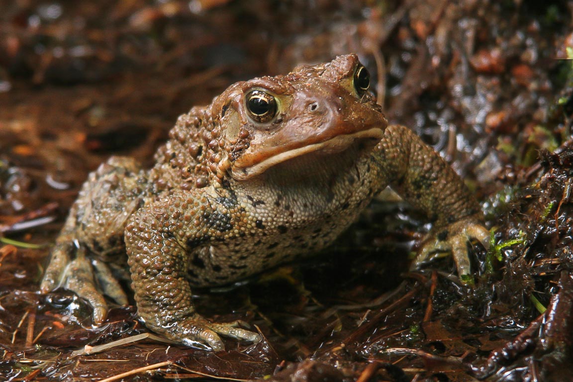 American Toad, Cape Breton Highlands, Nova Scotia, by Andrew Jones