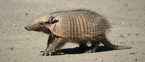 Armadillo, Peninsula Valdes, Southern Argentina, by Andrew Jones