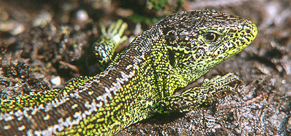 Sand Lizard, Dorset, by Andrew Jones