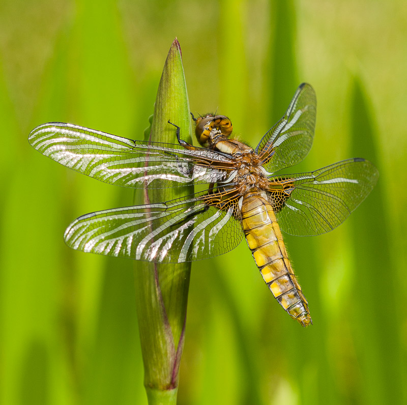 Broad-bodied Chaser, Garden, Hampshire, by Andrew Jones