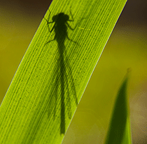 Damselfly Shadow, Hampshire, by Andrew Jones Damselfly Shadow, Hampshire, by Andrew Jones