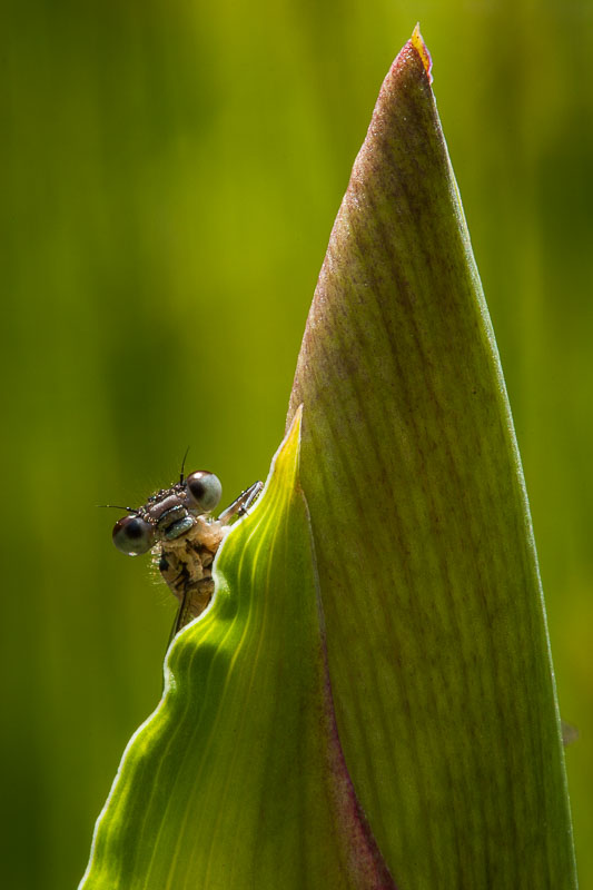 Damselfly Stare, Garden, Hampshire, by Andrew Jones