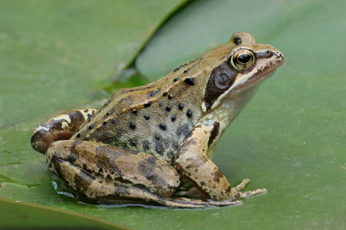 Frog on Lily Pad, Garden, Hampshire, by Andrew Jones