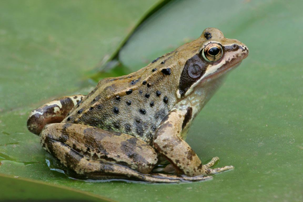 [http://www.andrewjonesphotography.com/graphics/uk_hs_frog_on_lily_s.jpg]