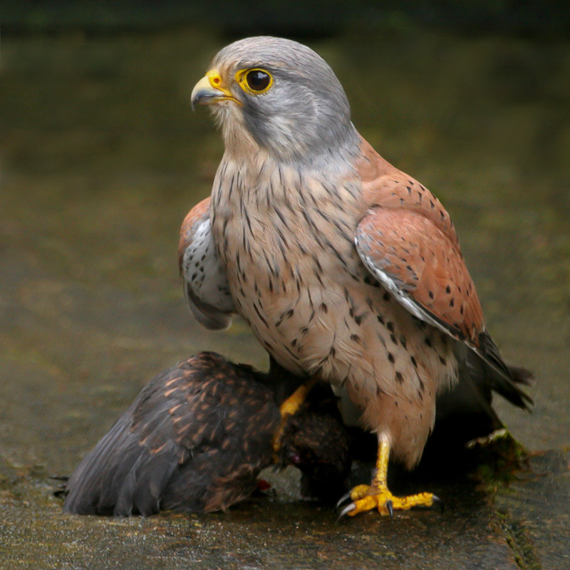 Kestrel and Kill, Garden, Hampshire, by Andrew Jones