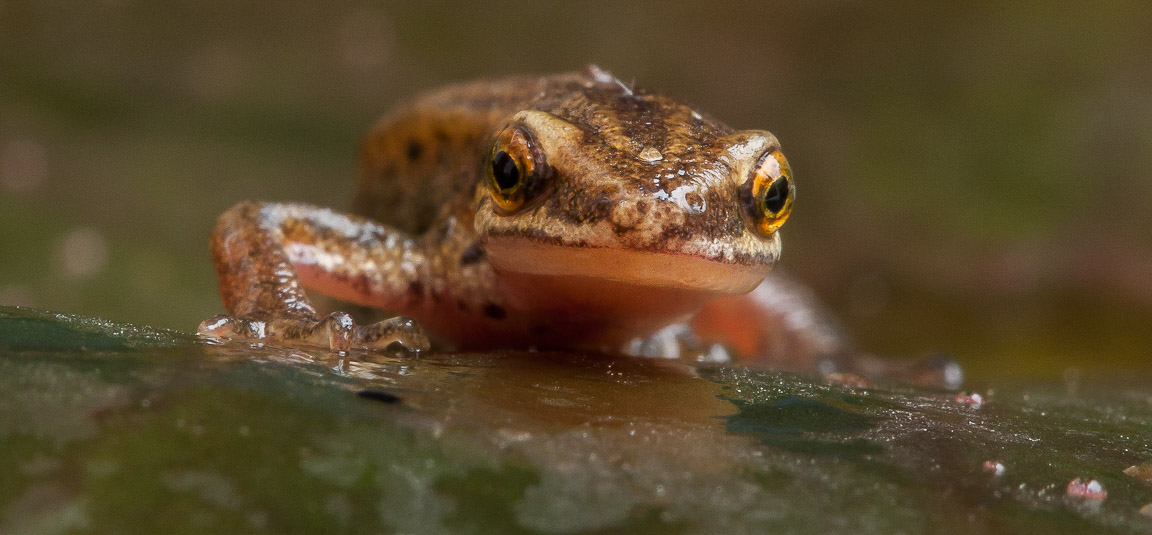 Palmate Newt, Garden, Hampshire, by Andrew Jones