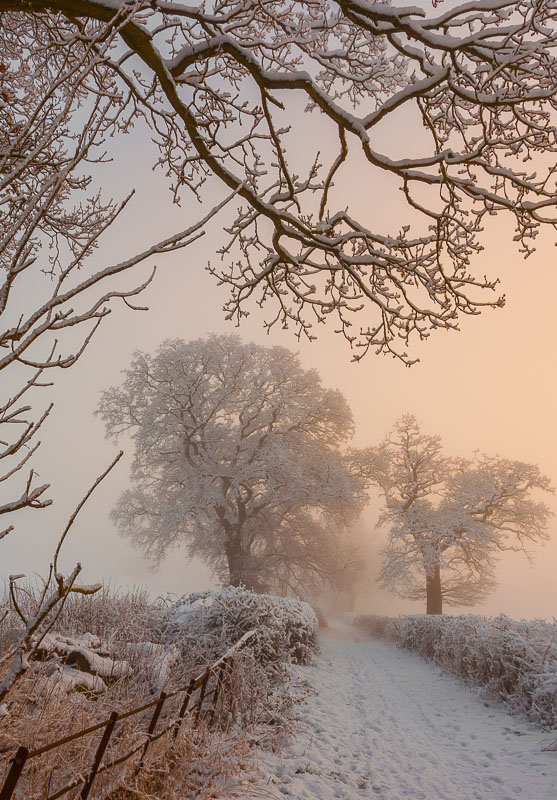 Steventon Lane in Winter, Hampshire, by Andrew Jones