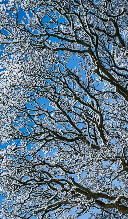 Winter Branches, Hampshire, by Andrew Jones