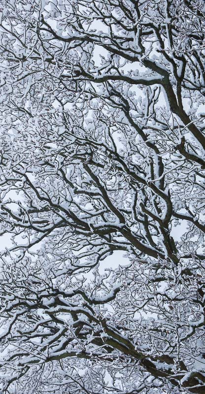 Snow Covered Branches, Hampshire, by Andrew Jones