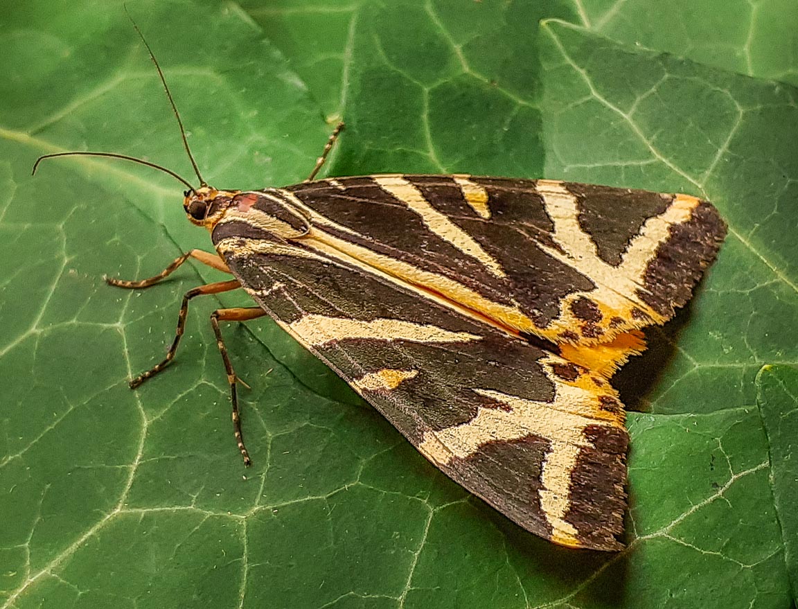 Jersey Tiger, Garden, Hampshire, by Andrew Jones