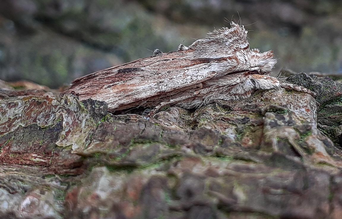 Pale Pinion, Garden, Hampshire, by Andrew Jones