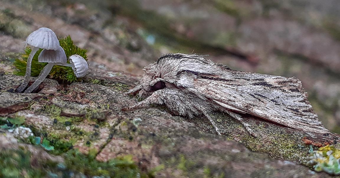 Sprawler, Hampshire, by Andrew Jones