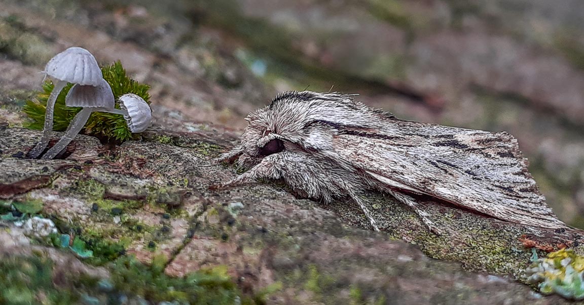 Sprawler, Garden, Hampshire, by Andrew Jones