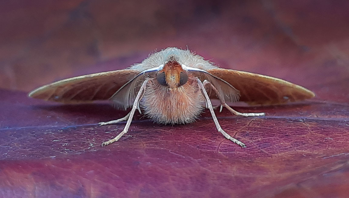 Feathered Thorn #1, Hampshire, by Andrew Jones