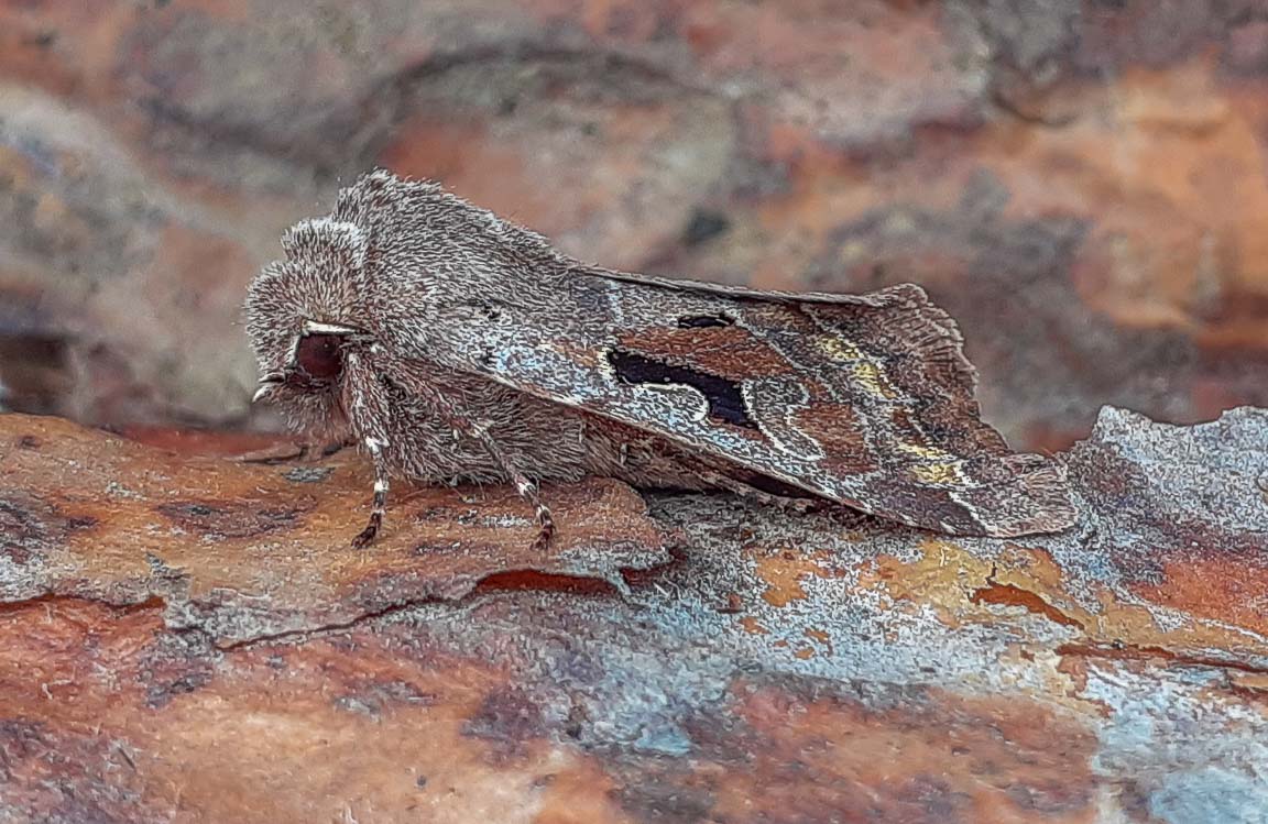 Hebrew Character, Garden, Hampshire, by Andrew Jones