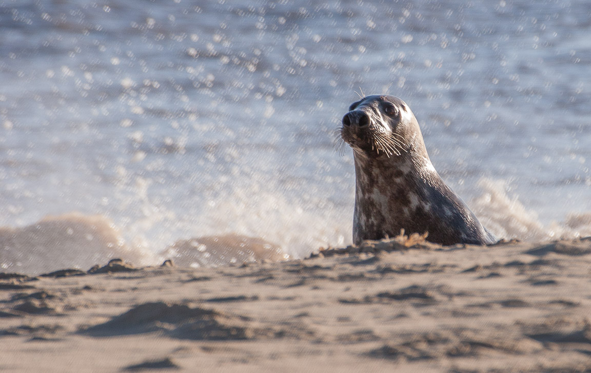 Grey Seal Landing, Norfolk, by Andrew Jones