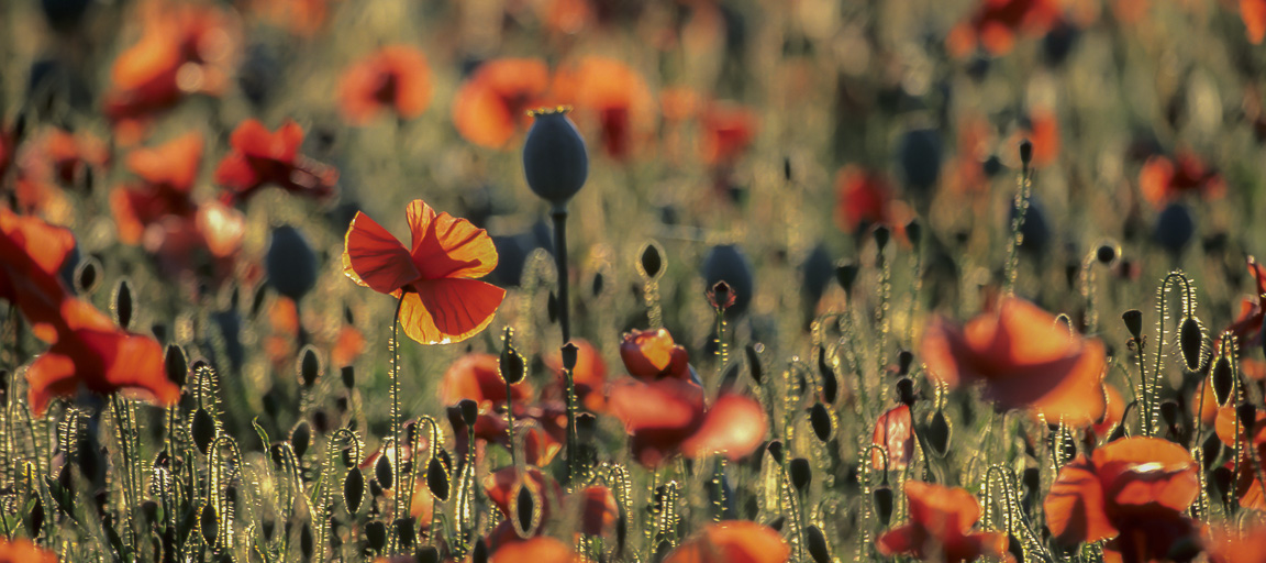 Poppy Panorama, Knights Wood, Hampshire, by Andrew Jones