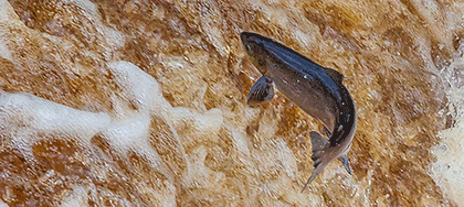 Leaping Salmon, Yorkshire Dales, by Andrew Jones