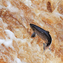Leaping Salmon, Yorkshire Dales, by Andrew Jones