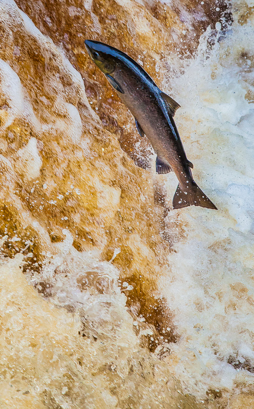 Leaping Salmon, Stainforth Force, Yorkshire Dales, by Andrew Jones